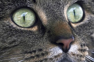 cats-eye.jpg
